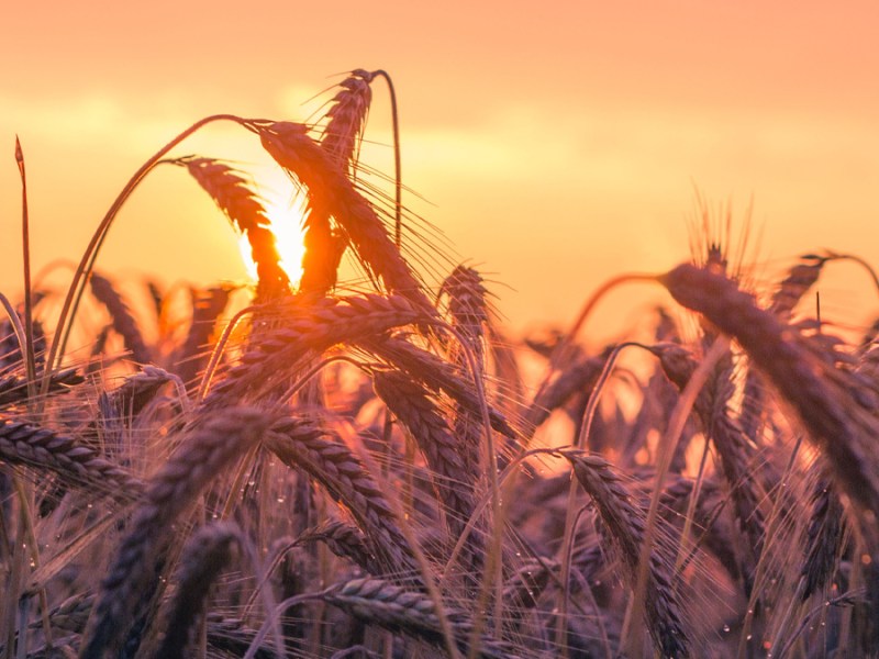 The Year of the Local Church: Ohio for Jesus, Expanding and Planting